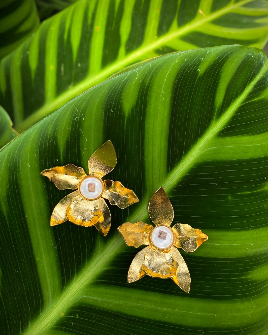 Topos orquídeas